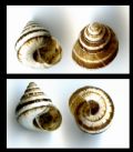 Cochlicella&nbsp;conoidea